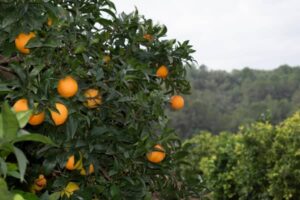 cuántas toneladas de naranja se producen en españa