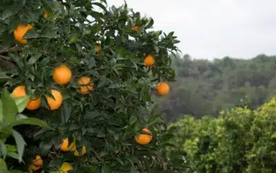 ¿Cuántas Toneladas de Naranja se Producen en España?
