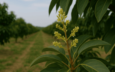 ¿Cómo Usar Miel de Flor de Aguacate?