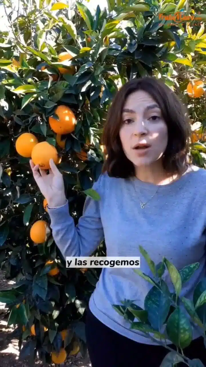 Tus Naranjas Recién Recogidas del Arbol